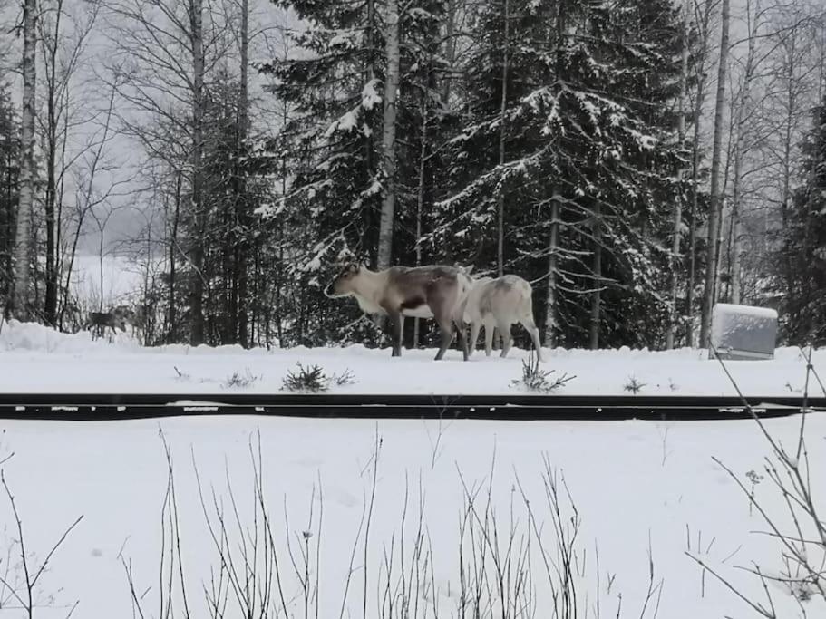 Mukava Mummonmoekki Maaseudun Rauhassa Villa Koivu Dış mekan fotoğraf